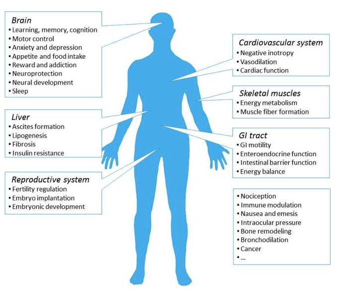 Ways the endocannabinoid system can affect the human body