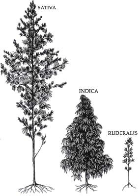 Sativa, indica and rudralis