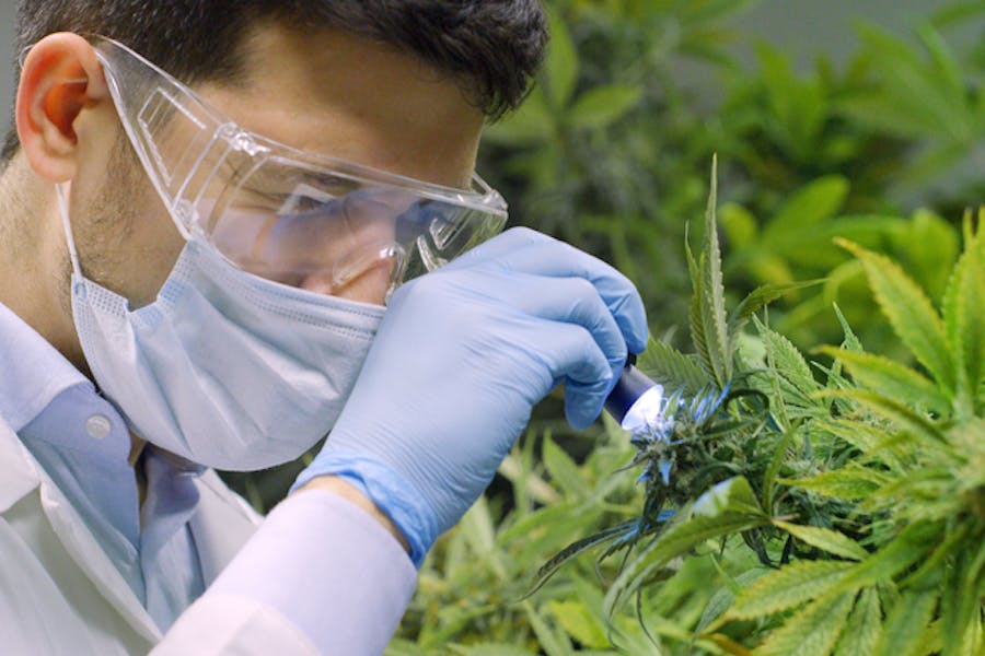 A scientist inspects a cannabis plant