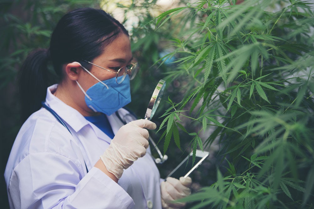 Scientist examining cannabis plant