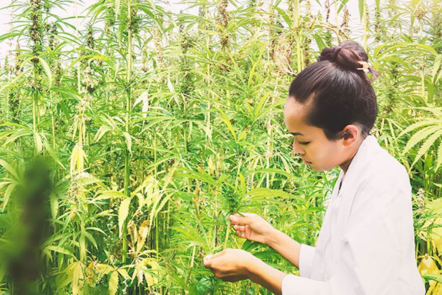 A woman examines plants in a cannabis field
