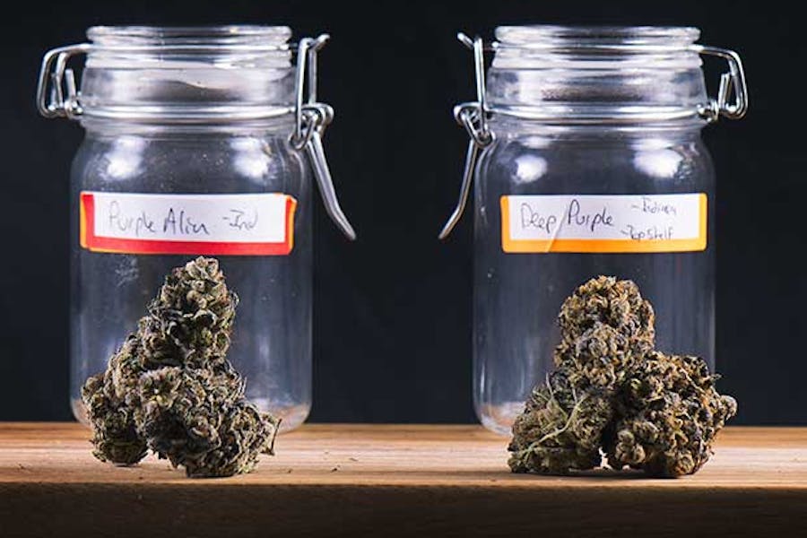 Different cannabis strains in glass jars