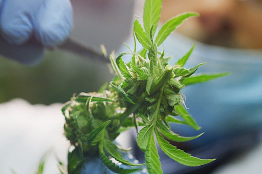 A scientist studying a cannabis plant