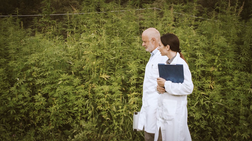 scientists-in-cannabis-field