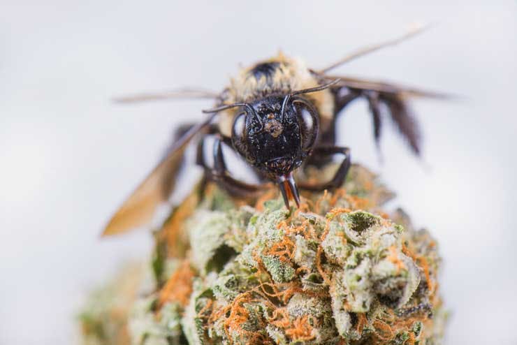 bee on cannabis flower