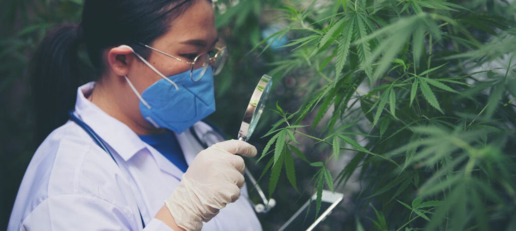 Scientist-examining-cannabis-plant-1000x447