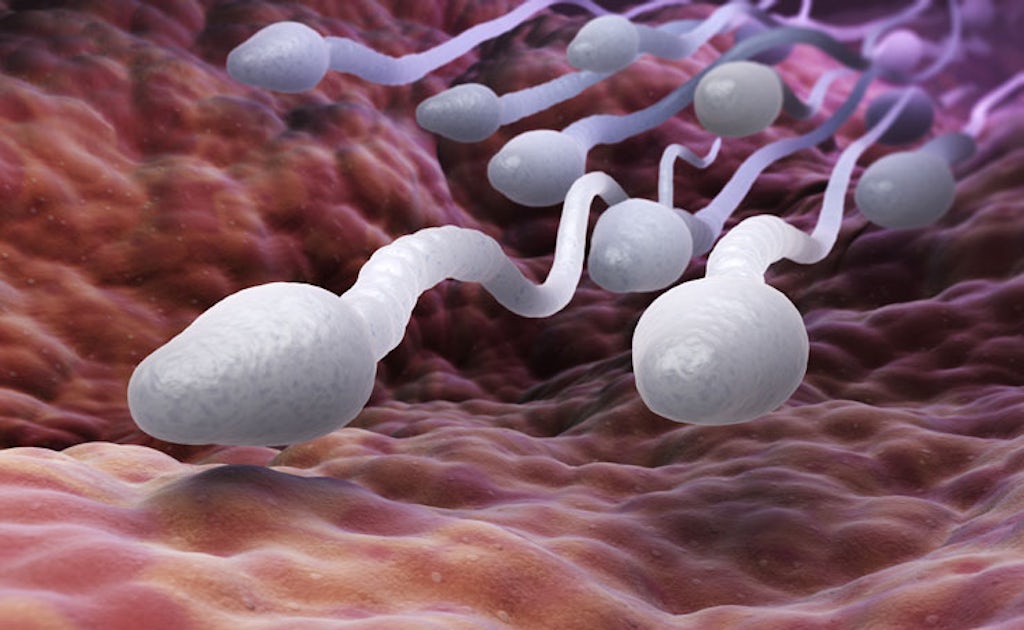 Produção de espermatozoides pode ser afetada pelo consumo de maconha