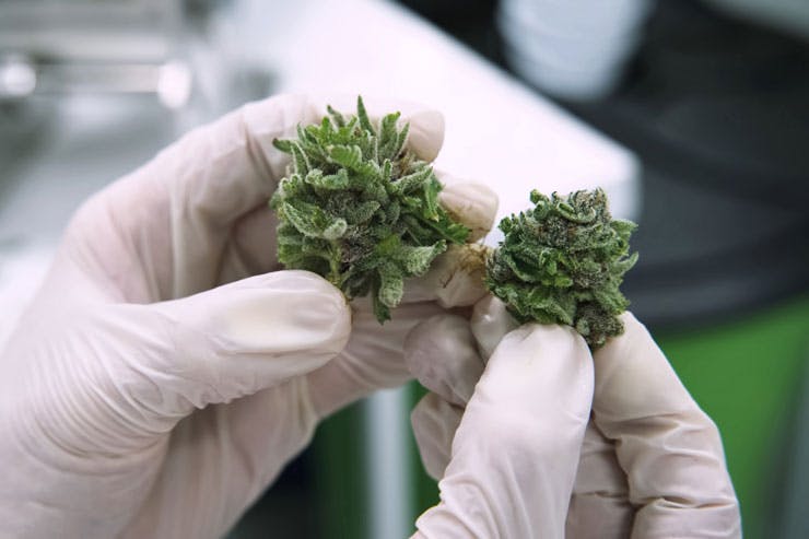 Scientist examining marijuana flowers