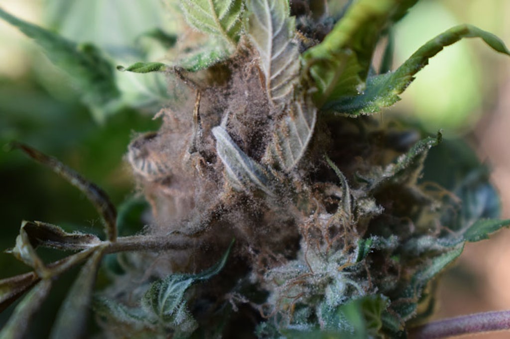 moldy marijuana bud rot