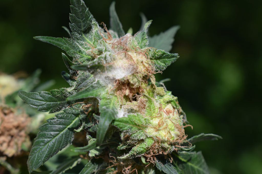 Mofo em flor de cannabis.