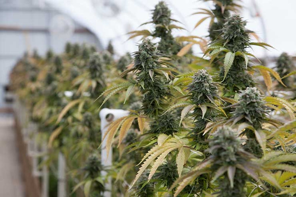 Cultivo interno de cannabis