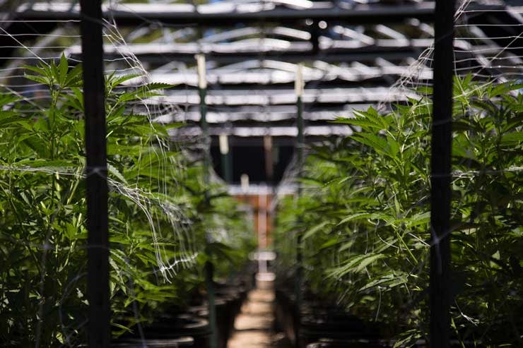 Indoor cannabis growing