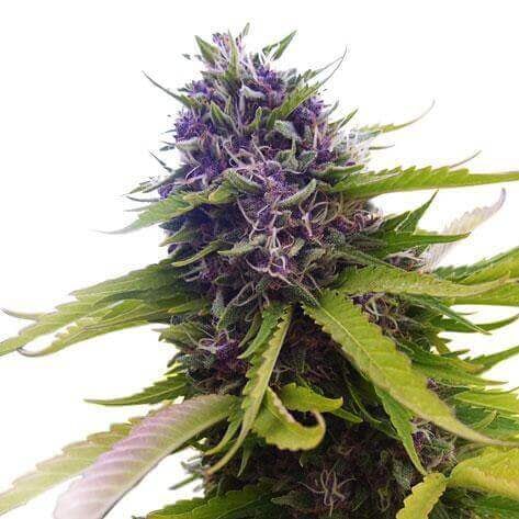 Blueberry Autoflower cannabis plant