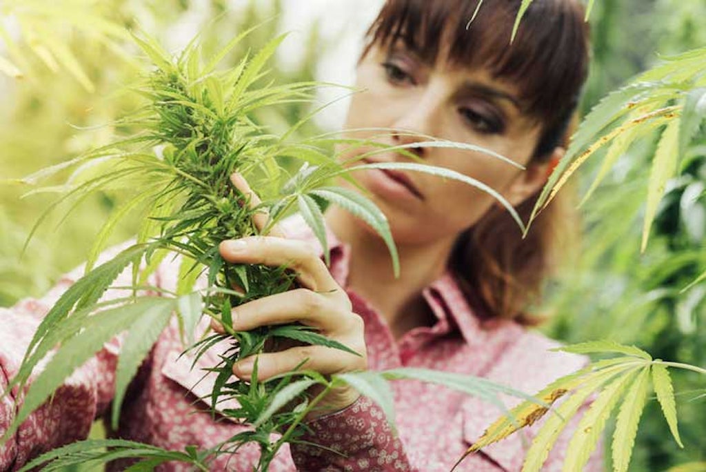 Cannabis allergies affect people working with hemp