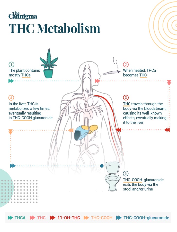 THC metabolism when inhaled