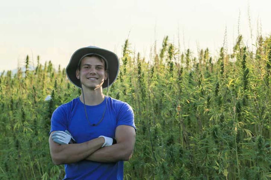 cannabis farmer