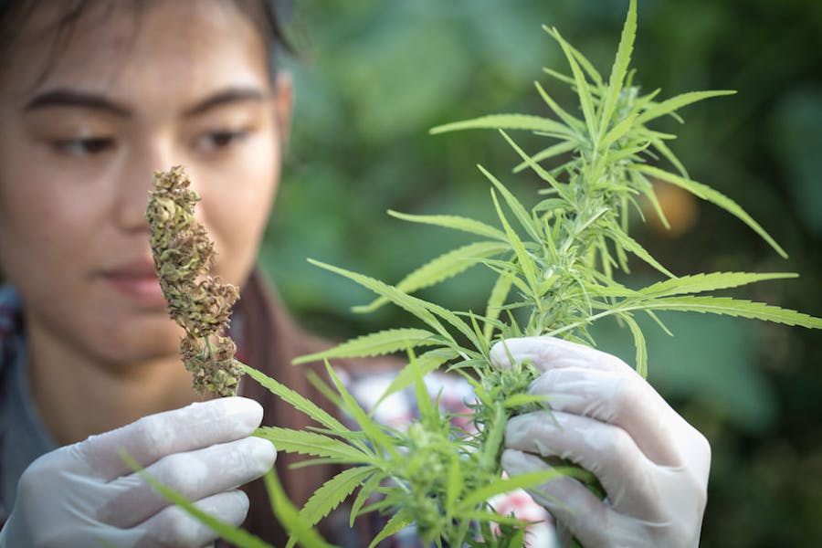 Examining a cannabis plant for research