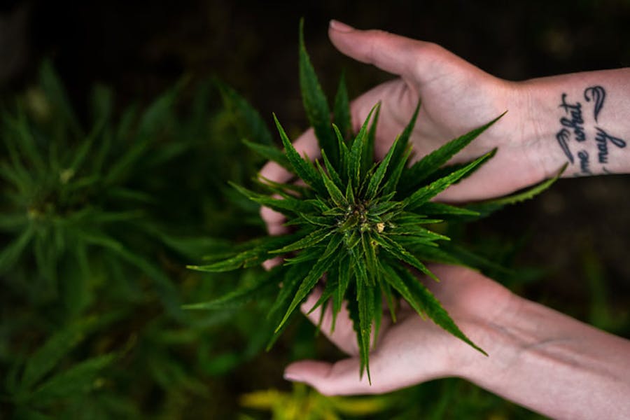 5 best marijuana grow guides