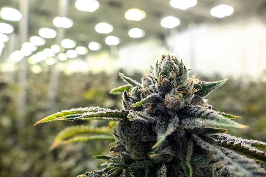 Marijuana growing at an indoor facility