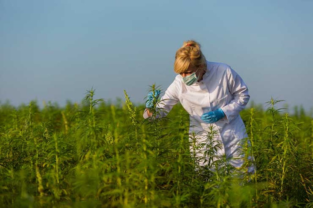 A scientist examines cannabis plants