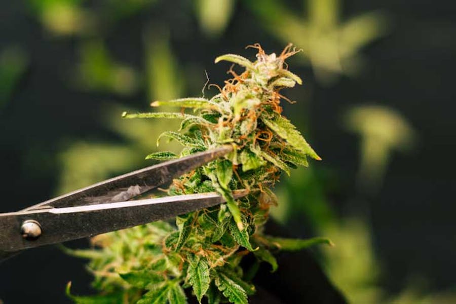 Trimming a cannabis flower