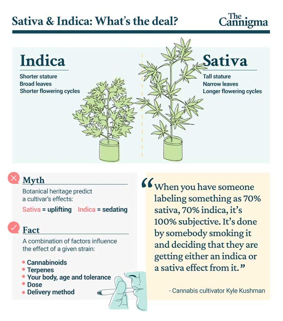 Indica vs Sativa: What's the Difference?