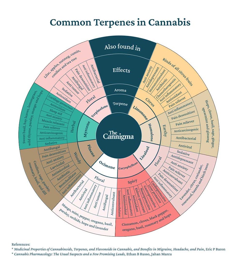 Best Strains and Terpenes for Anxiety The Cannigma