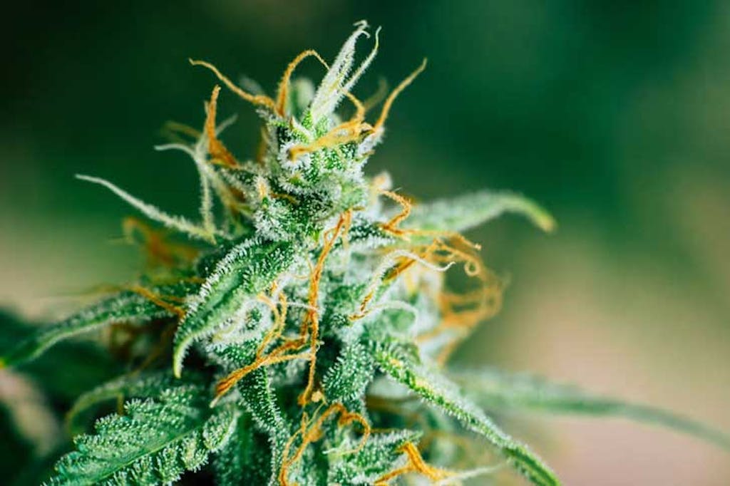 Close-up of a cannabis flower