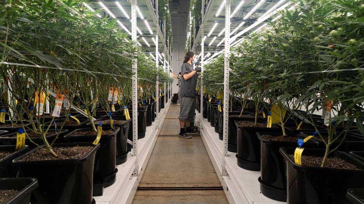 A cannabis breeder tends to his plants