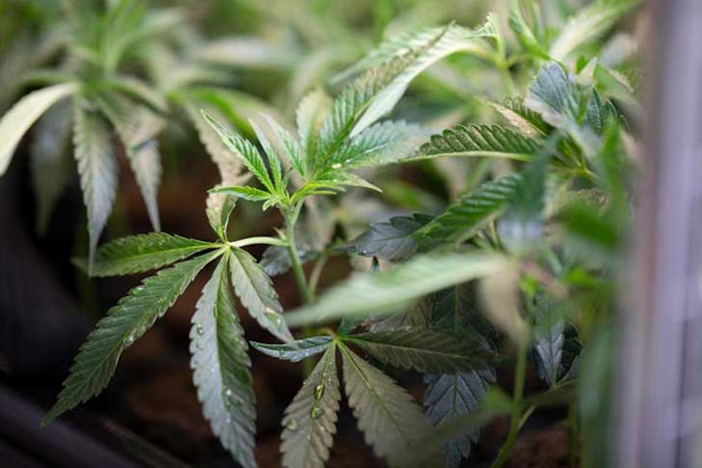 Growing marijuana plants