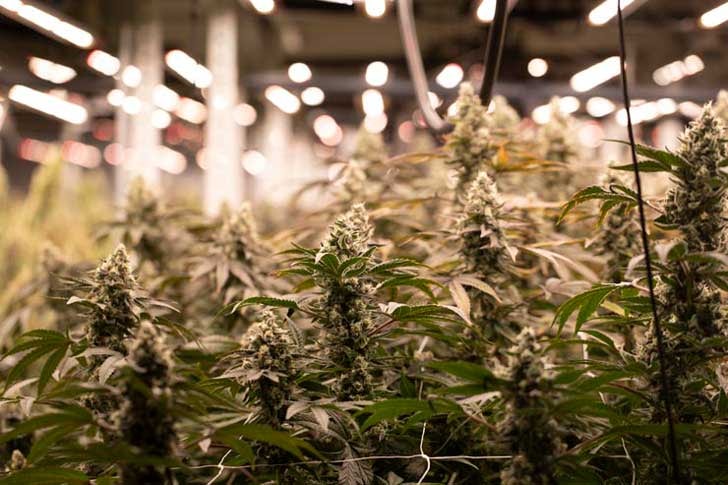 Growing cannabis indoors