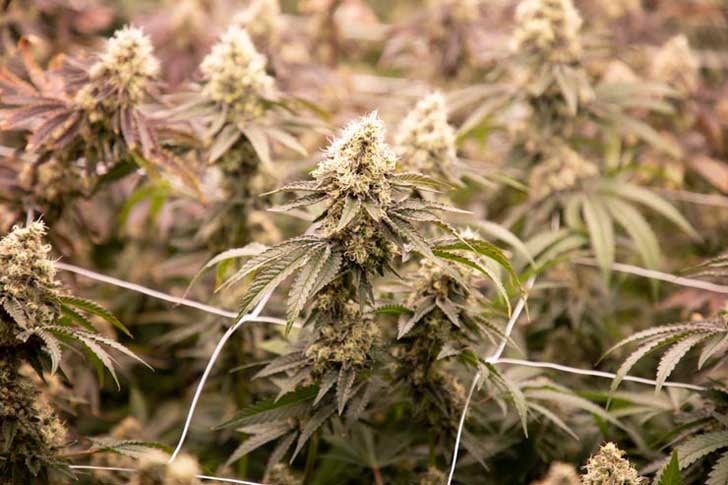 Growing cannabis indoors