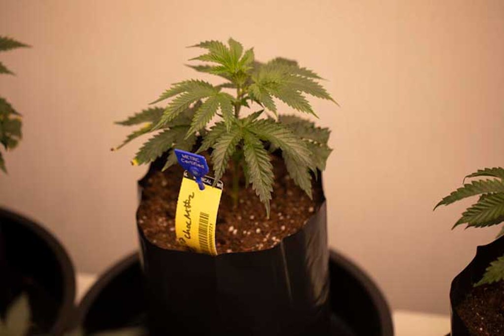 Growing marijuana plants 