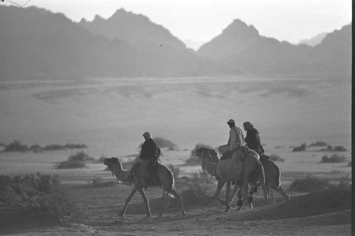 Bedouin riding camels in the southern Sinai