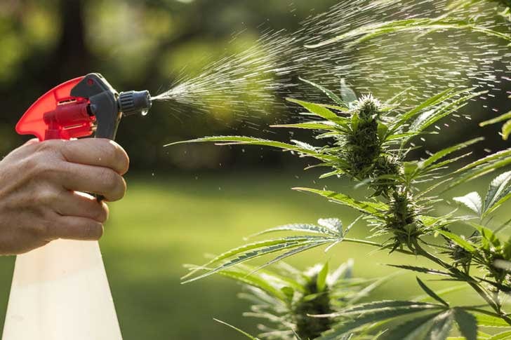 Spraying cannabis plants with pesticides