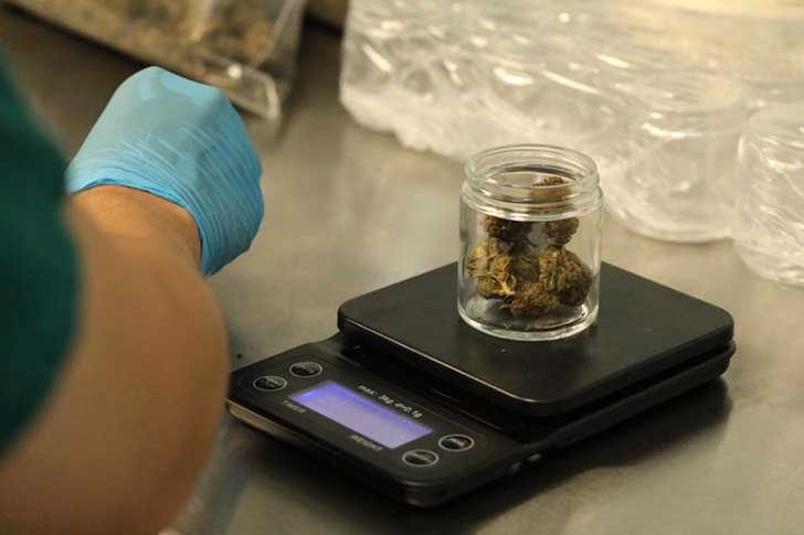 Weighing marijuana in jars