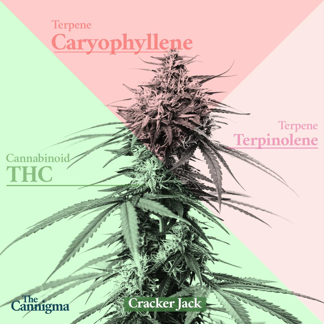 Craker Jack Marijuana Strain Review 2021 The Cannigma