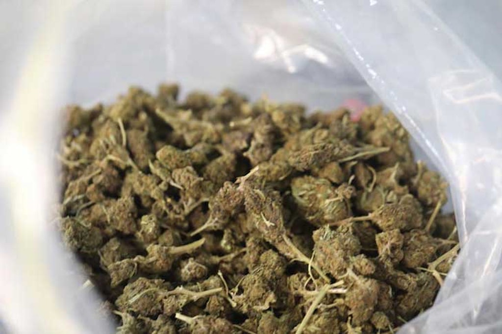 Harvested cannabis