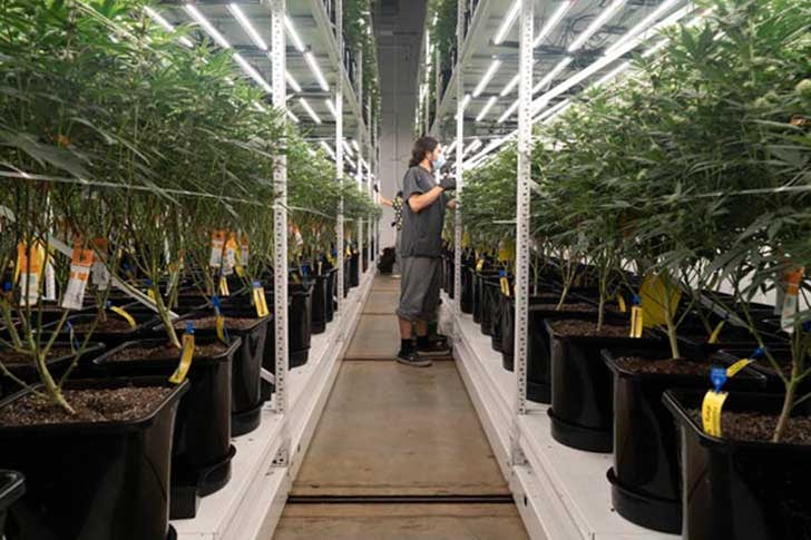 cannabis growing facility