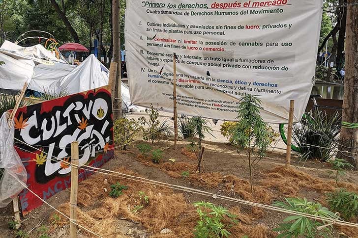 Cannabis garden outside the Mexican Senate
