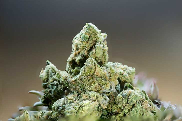 What is Haze? Know Your Cannabis Strains | The Cannigma