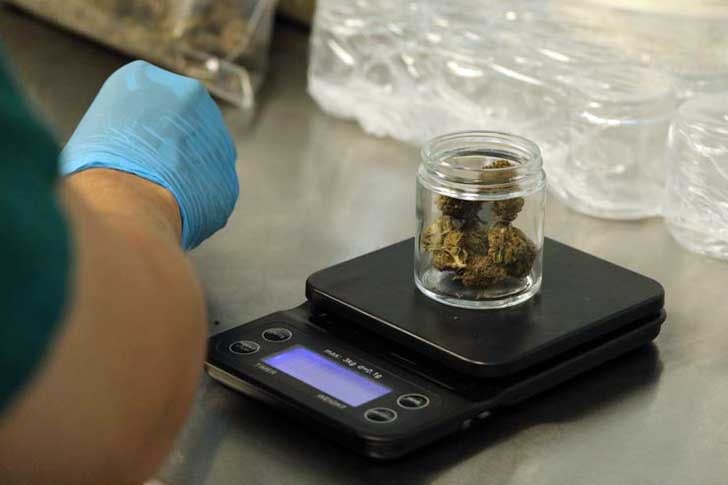 Weighing cannabis in a lab