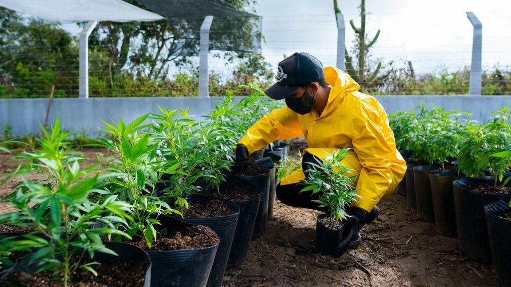 Cultivo de Cannabis em Campina Grande, Abrace Esperança