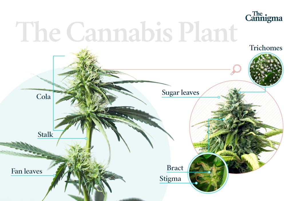 The morphology of the cannabis plant