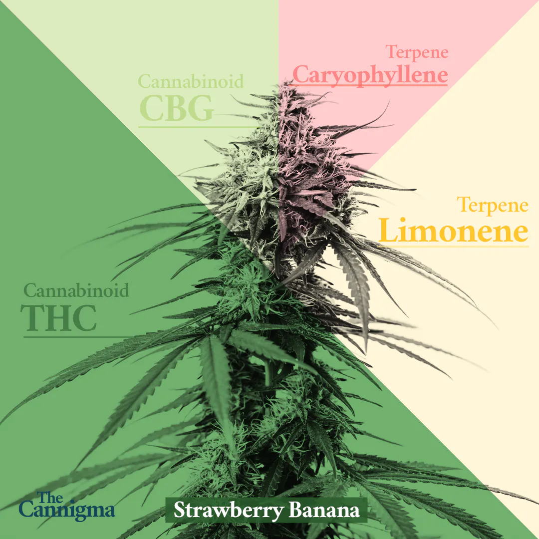 strawberry banana aka strawnana weed