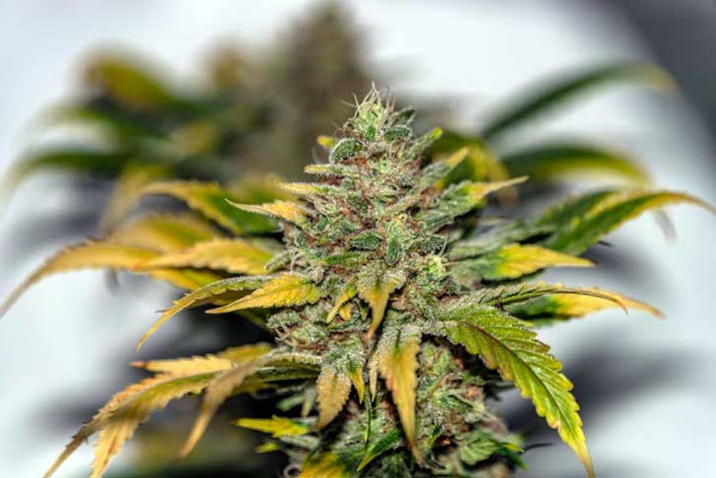 Was ist Kush und wie wirkt diese Cannabissorte? | The Cannigma