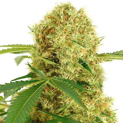 Best marijuana seeds for beginners