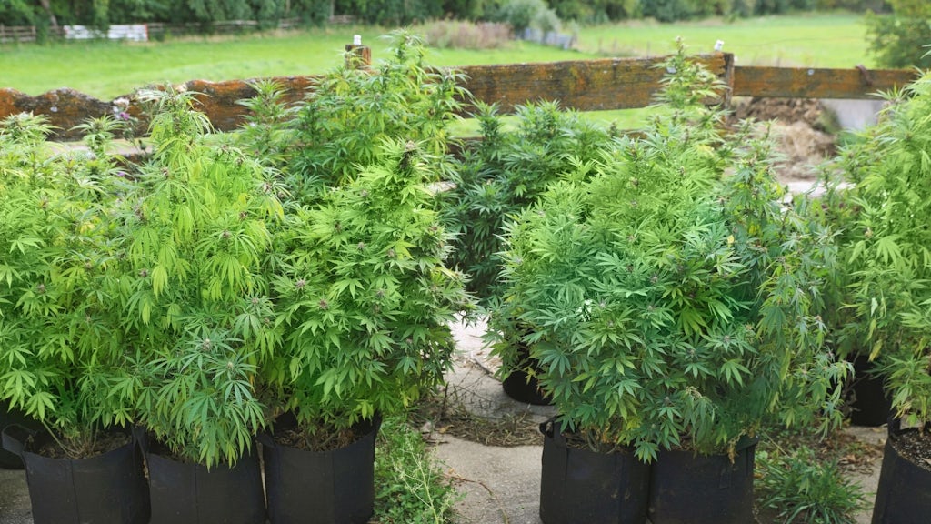 Cannabis plants growing outdoors
