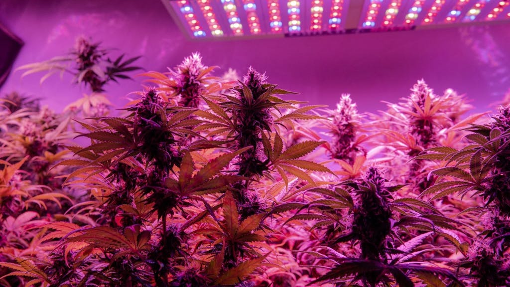 Cannabis plants under a full-spectrum LED light. (Canva)