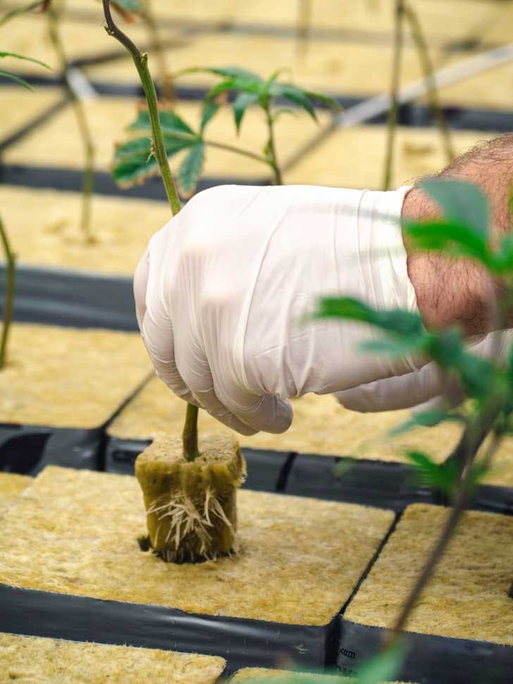 Cloning Marijuana Plants Here’s How You Do It The Cannigma